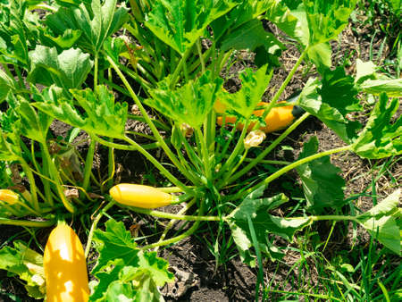 Squash plant with blossoms, zucchini in the garden, organic vegetables.Courgette plant fruits growing in the garden bed outdoors.の写真素材