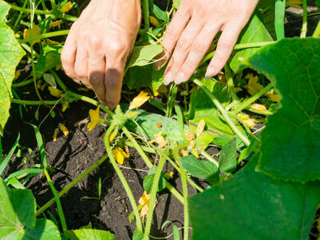 A woman harvests cucumbers on a bed in her gardenの写真素材