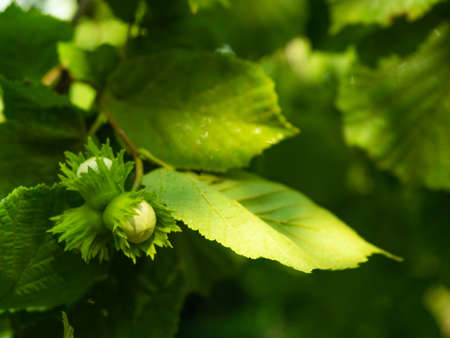 Young green hazel grow on a tree. Hazelnut tree branch with unripe nuts in green forest. Copy space.の写真素材