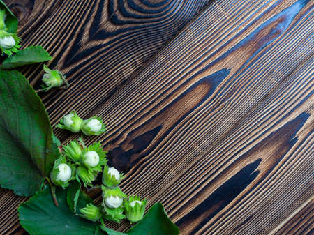 A green hazelnut with leaves lies on a brown wooden table.の写真素材