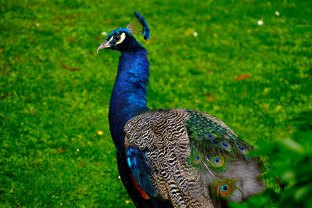 Peacock in nature.の写真素材