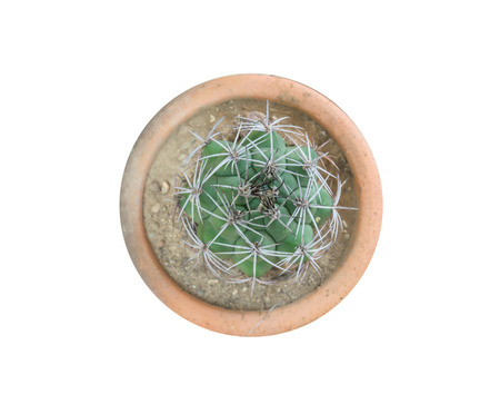 Top view of small cactus plant in pot isolate on white backgroundの写真素材