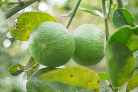 lime green tree hanging from the branches - selective focus.の写真素材