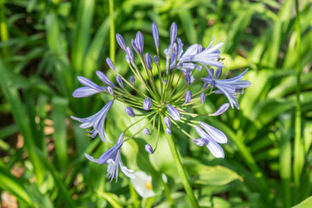Purple flowers in garden on beautiful nature background.