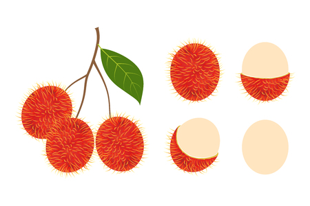 Fresh rambutan fruit vector isolated set on white background - Vector illustrationのイラスト素材