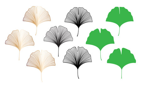 Collection of Ginkgo Biloba leaves vector set isolated on white background - Vector illustration.