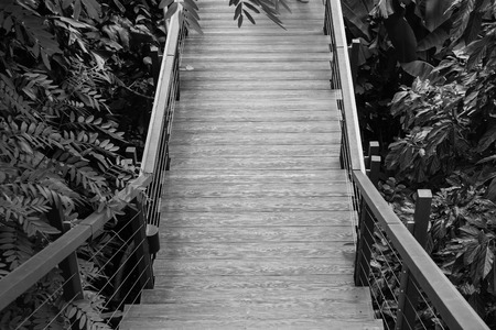 Wooden sky walk or walkway cross over treetop at outdoor garden. (Black and White filter effect)の写真素材