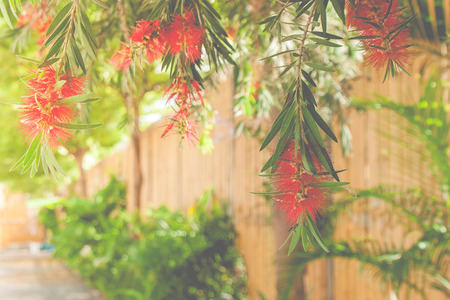 Close up red flower hanging over the walkway with bamboo wall background. (Selective focus)の写真素材