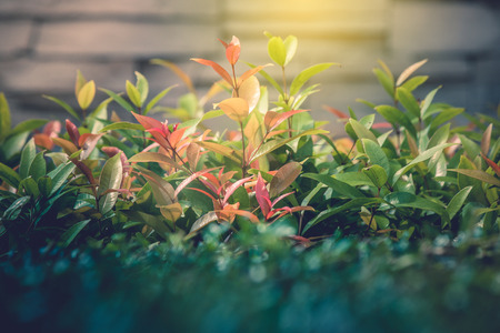 Close up treetop green leaves of bush with sun flare radiating from top side and  brick wall in the...