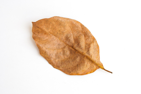 Top view brown dry leaf isolated on white background.の写真素材