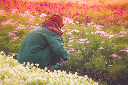 Gardener planting and harvesting beautiful flowers on outdoor garden at public park in winter seasonal. (Selective focus)の写真素材