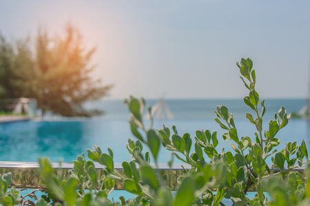 Close up treetop the leaves of green bush with swimming pool and seascape view in the background. (Selective focus)の写真素材