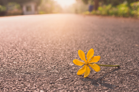 Close up beautiful yellow flower falling on road with sunlight background in the morning. (Selective focus)の写真素材