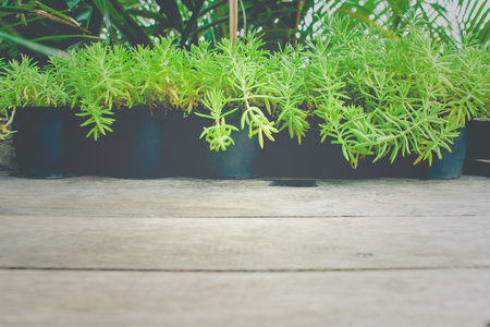 Close up little green sprout trees in black plastic flowerpot on wooden table in the garden.の写真素材