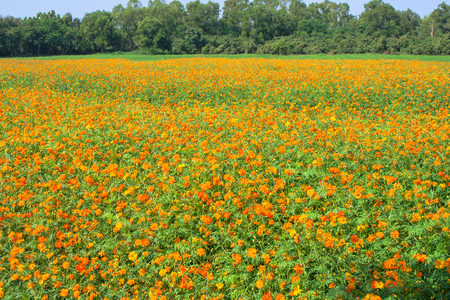 Tropical beautiful yellow cosmos flowers meadow field with green trees in the background.の写真素材
