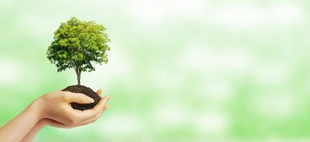 Ecology and Environmental Concept : Hand holding green plant tree growth thru brown soil with bokeh...