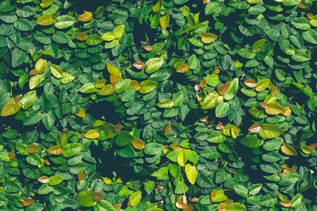 Green leaves wall texture background in garden.の写真素材