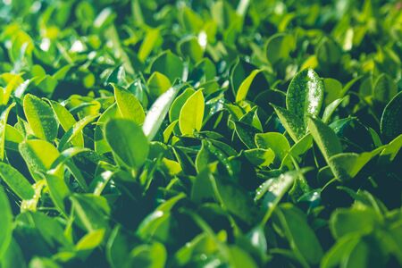 Close up treetop green leaves bush of natural fence in garden with sunlight in background.の写真素材