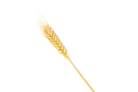 Close up dried ear of barley or wheat isolated on white background.の写真素材