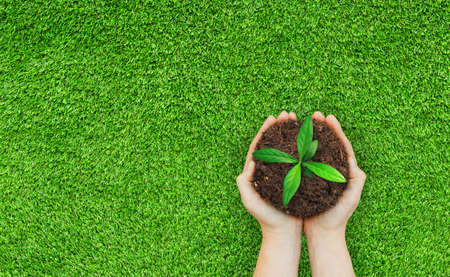 Ecology and Environmental Concept : Hand holding little green sprout tree growth in brown soil.