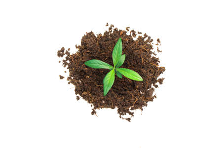 Green sprout tree growth thru brown soil from top view isolated on white background.