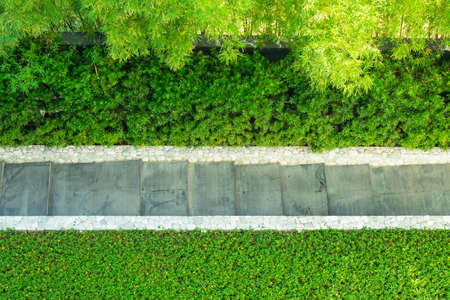 Top view image of Footpath or walkway flaked with green grass and tree in garden.の写真素材