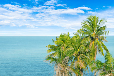 Green coconut trees with seascape view of cloud and blue sky in the background.の写真素材