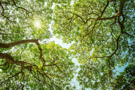 Green natural view of Tree branches and green leaves with sunlight in the morning.の写真素材