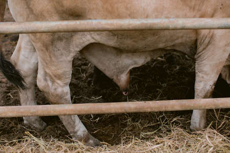 A group of cows in a farm eating grass hay,の写真素材