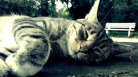 Sleeping cat