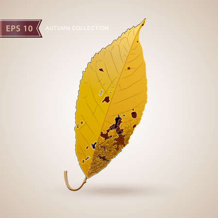 Autumn falling leaves. Leaf fall. Autumn design. Vector illustrationのイラスト素材