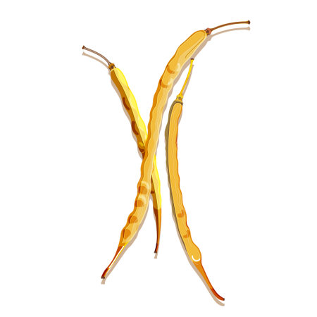 Colorful dried rapeseed pods. Isolated beans on white background. Modern flat cartoon vector illustration for poster, web design, banner, card, flyer, icon, logo or badge.のイラスト素材