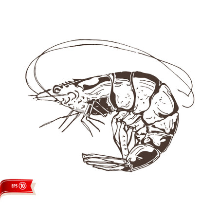 Hand drawn live shrimp isolated on white background. Vector sea food sketch for poster, web design, banner, card, flyer, icon, logo or badge.のイラスト素材