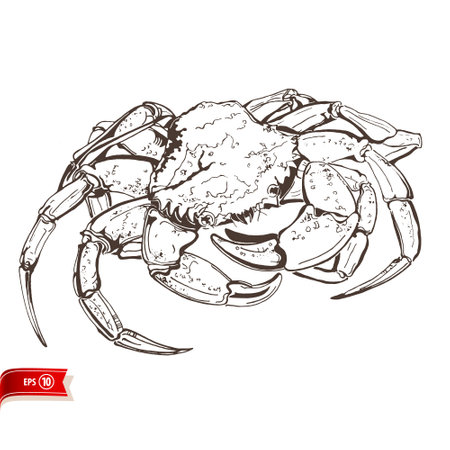 Line drawing live crab isolated on white background. Vector sea food sketch for poster, web design, banner, card, flyer, icon, logo or badge.のイラスト素材