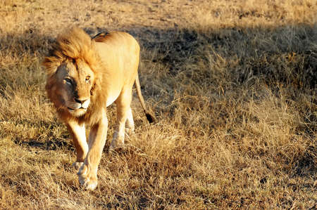 Lion (Panthera leo) on the Masai Mara National Reserve safari in southwestern Kenya.の写真素材