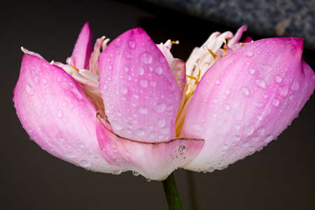 Lotus flowerの写真素材