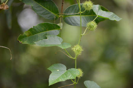 Passiflora foetida with green leaf in the garden on green blur backgroundの写真素材