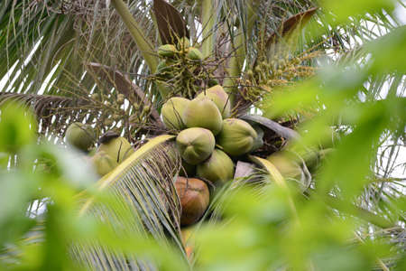 Coconut in coconut trees in southern Vietnamの写真素材