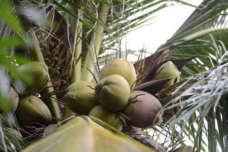 Coconut in coconut trees in southern Vietnamの写真素材
