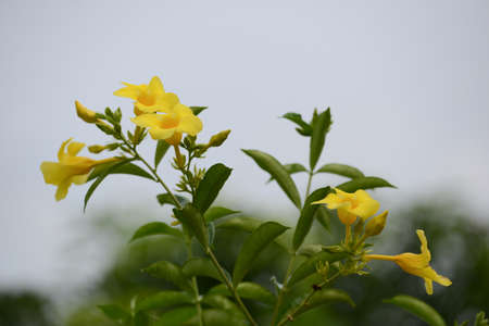 Close up of yellow flower, Golden Trumpet, Allamanda cathartica, on green leaves blurred white background. Isolated on white background for overlay design.  allamandaallamanda catharticaapocynaceaebeautifulbeautybellbloomblossombotanybrightcatharticacloseの写真素材