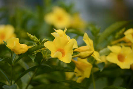 Close up of yellow flower, Golden Trumpet, Allamanda cathartica, on green leaves blurred green backgroundの写真素材