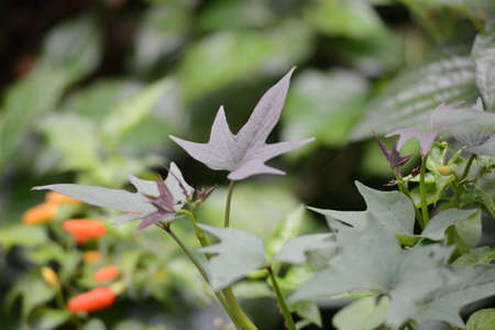 Close focus of leafs in the gardenの写真素材
