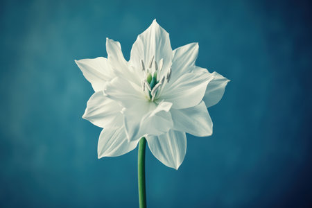 Beautiful white flower on a blue background. Shallow depth of field. Toned.の素材