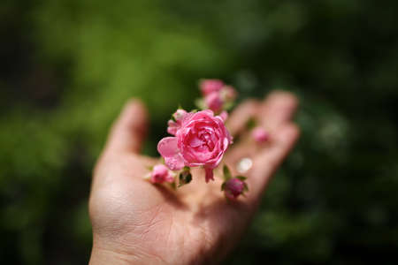 Small roses on hand