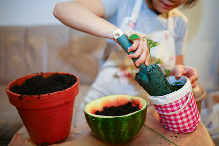 Young girl growing lemon trees indoor, showing a joy of gardeningの写真素材