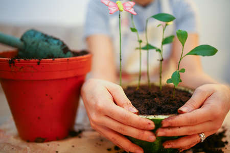 Young girl growing lemon trees indoor, showing a joy of gardeningの写真素材