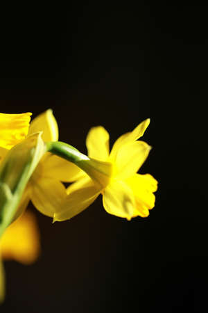 Yellow narcissus flower or daffodil in a closeup viewの写真素材