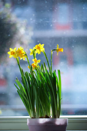 Yellow narcissus flower or daffodil in a closeup viewの写真素材