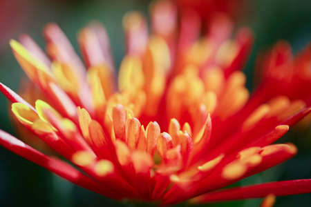 Blossom chrysanthemum flower in a closeup view in springの写真素材