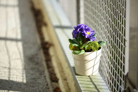 Primula flowers inside a ceramic pot in a sunny dayの写真素材